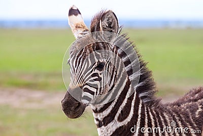Portrait of a plains zebra foal Stock Photo