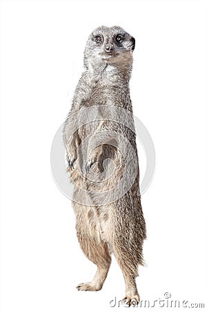 Portrait of playful and curious suricate meerkat isolated at white background Stock Photo