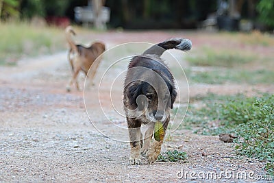 Portrait of playful lovely dog carries leaf in its mouth at outside home Stock Photo