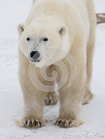 Portrait of a polar bear. Close-up. Canada. Cartoon Illustration