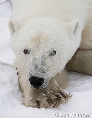 Portrait of a polar bear. Close-up. Canada. Cartoon Illustration