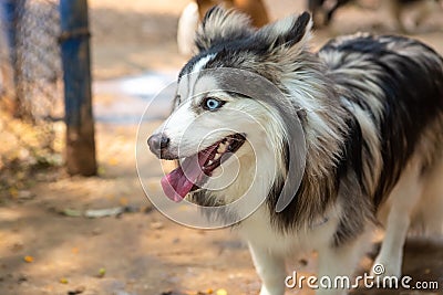 Portrait of a Pomsky with blue eyes playing outdoors Stock Photo