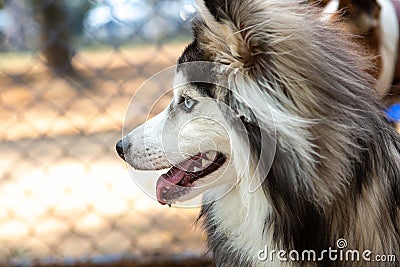 Portrait of a Pomsky with blue eyes playing outdoors Stock Photo