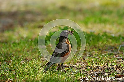 Portrait of a posing American Robin Stock Photo