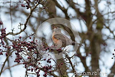 Portrait of a posing American Robin Stock Photo