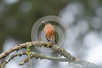 Portrait of a posing American Robin Stock Photo