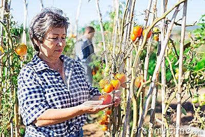 Positive retired woman picking tomatoes in homestead Stock Photo