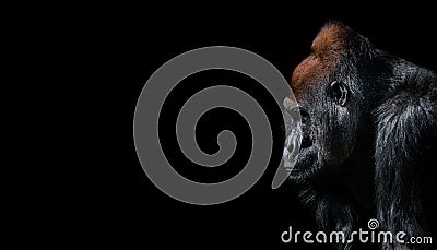 Portrait of powerful alpha male African gorilla at guard Stock Photo