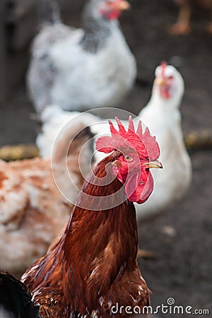 Portrait pproud red rooster close up Stock Photo
