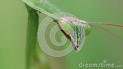 portrait of a green praying mantis staring, long antennas and big faceted eyes, this gracious insect is a dreadful predator Stock Photo