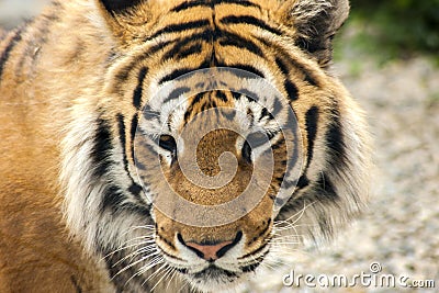 Portrait of a predatory striped tiger. Stock Photo