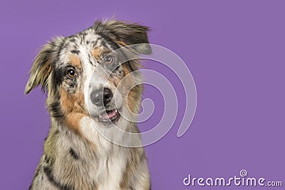 Portrait of a pretty australian shepherd dog on a purple background Stock Photo