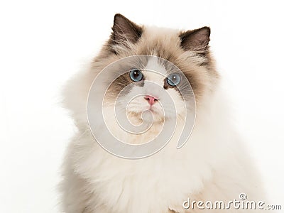 Portrait of pretty rag doll cat Stock Photo