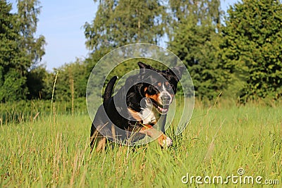 a Portrait of a pretty tricolor Greater Swiss Mountain Dog running on a green meadow Stock Photo