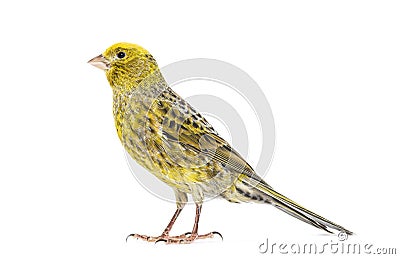 Portrait profile of a lizzard canary, isolated Stock Photo