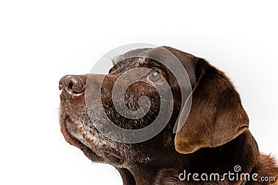 portrait in profile of an older chocolate colored labrador looking up Stock Photo