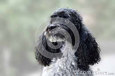 Portrait of a proud harlequin poodle Stock Photo