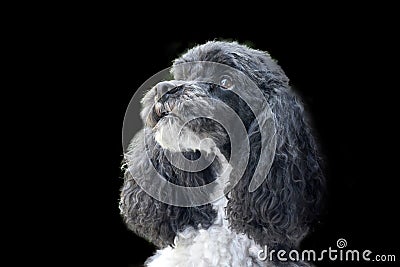 Portrait of a proud harlequin poodle Stock Photo