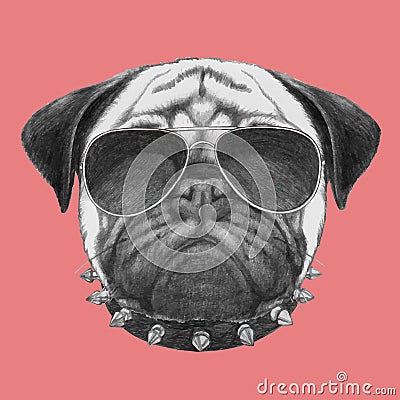 Portrait of Pug Dog with collar and sunglasses. Vector Illustration