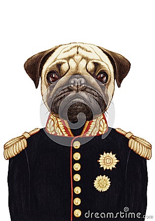 Portrait of Pug Dog in military uniform. Cartoon Illustration