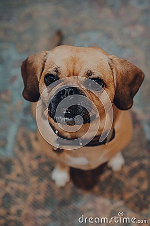 Portrait of a puggle sitting on a floor, looking up and begging for a treat Stock Photo