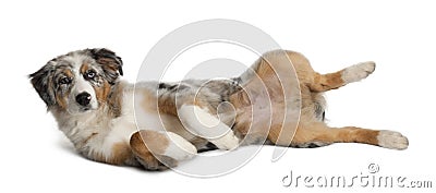 Portrait of Puppy Australian Shepherd Stock Photo