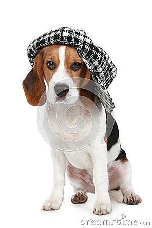 Portrait of puppy Beagle in a cap Stock Photo