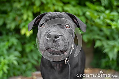 Portrait puppy of black staffordshire bull terrier on the background of green trees in the park Stock Photo