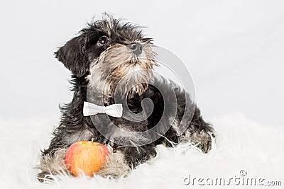 Portrait puppy miniature Schnauzer black isolated Stock Photo