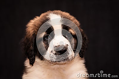 Portrait of a puppy Moscow watchdog Stock Photo