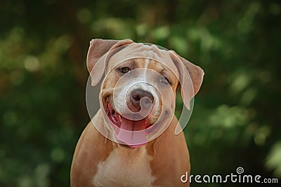 Portrait of a puppy on the nature close up. Pitbul Stock Photo