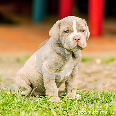 Portrait Of Puppy Neapolitan Mastiff Dog Stock Photo