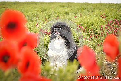 Puppy of poodle is hidding in poppy seed Stock Photo