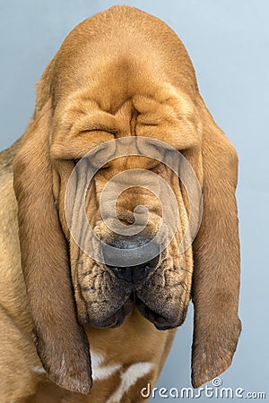 Portrait of purebred Bloodhound dog Stock Photo