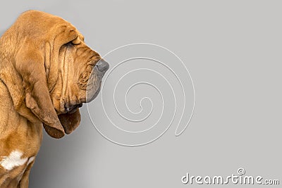 Portrait of purebred Bloodhound dog Stock Photo