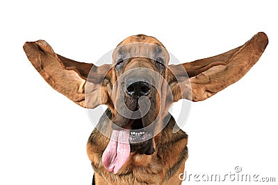 Portrait of purebred Bloodhound dog Stock Photo