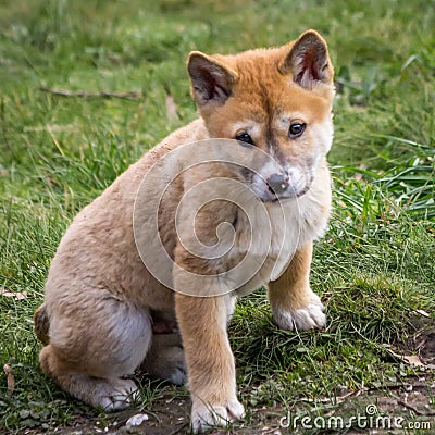 Purebred Dingo Puppy, Victoria, Australia, August 2018 Stock Photo