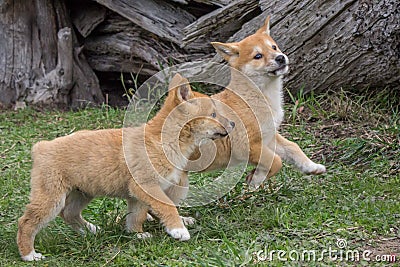 Purebred Dingo Puppy, Victoria, Australia, August 2018 Stock Photo