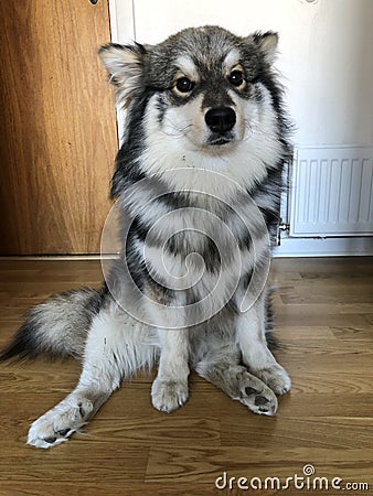 Portrait of a purebred Finnish Lapphund dog Stock Photo