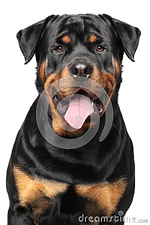 Portrait of a purebred rottweiler Stock Photo