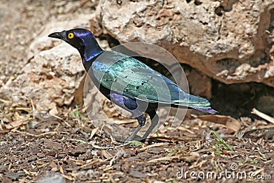 Purple Glossy Starling Stock Photo