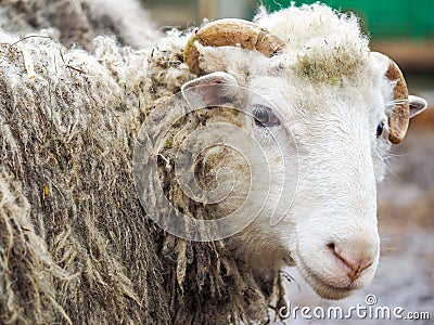 Portrait of a rare breed of sheep Poll dorset Stock Photo