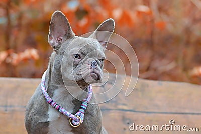 Portrait of rare colored lilac brindle female French Bulldog dog with grayish fur color and light amber eyes Stock Photo