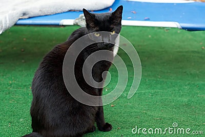 Portrait of rare havana brown cat outdoors Stock Photo