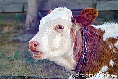 Portrait of red calf with white muzzle Stock Photo