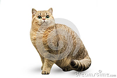 Portrait of red cat isolated on white Stock Photo