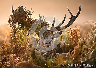 Portrait of red deer with a crown of ferns Stock Photo