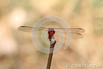 Portrait of a red dragonfly Stock Photo