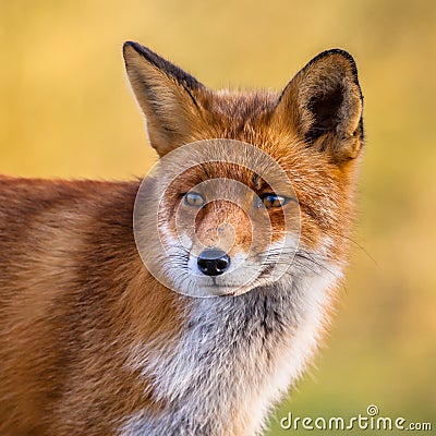 Portrait of Red Fox face Stock Photo