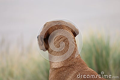 Portrait of Red Fox Labrador Retriever looking over the grass in the dunes Stock Photo